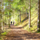 Les forêts ardennaises